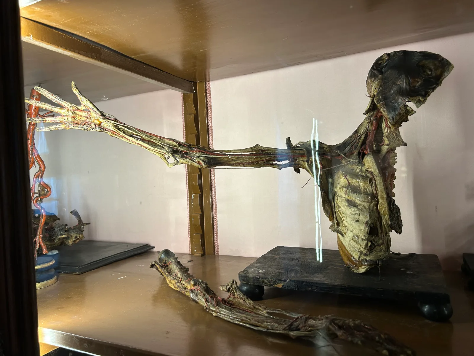 Interior at MUSA - Museo Universitario delle Scienze e delle Arti Naples — travel photo