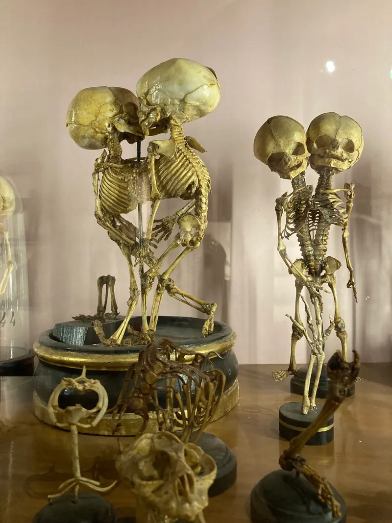 MUSA - Museo Universitario delle Scienze e delle Arti
