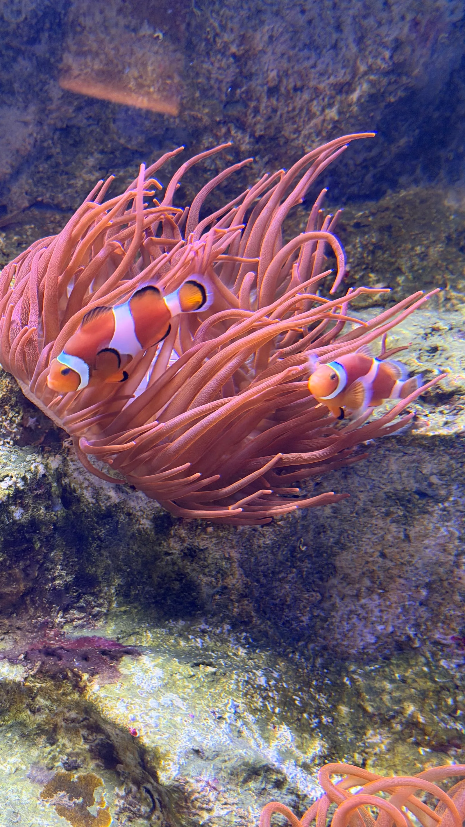 Main view at Naples Aquarium Naples — travel photo