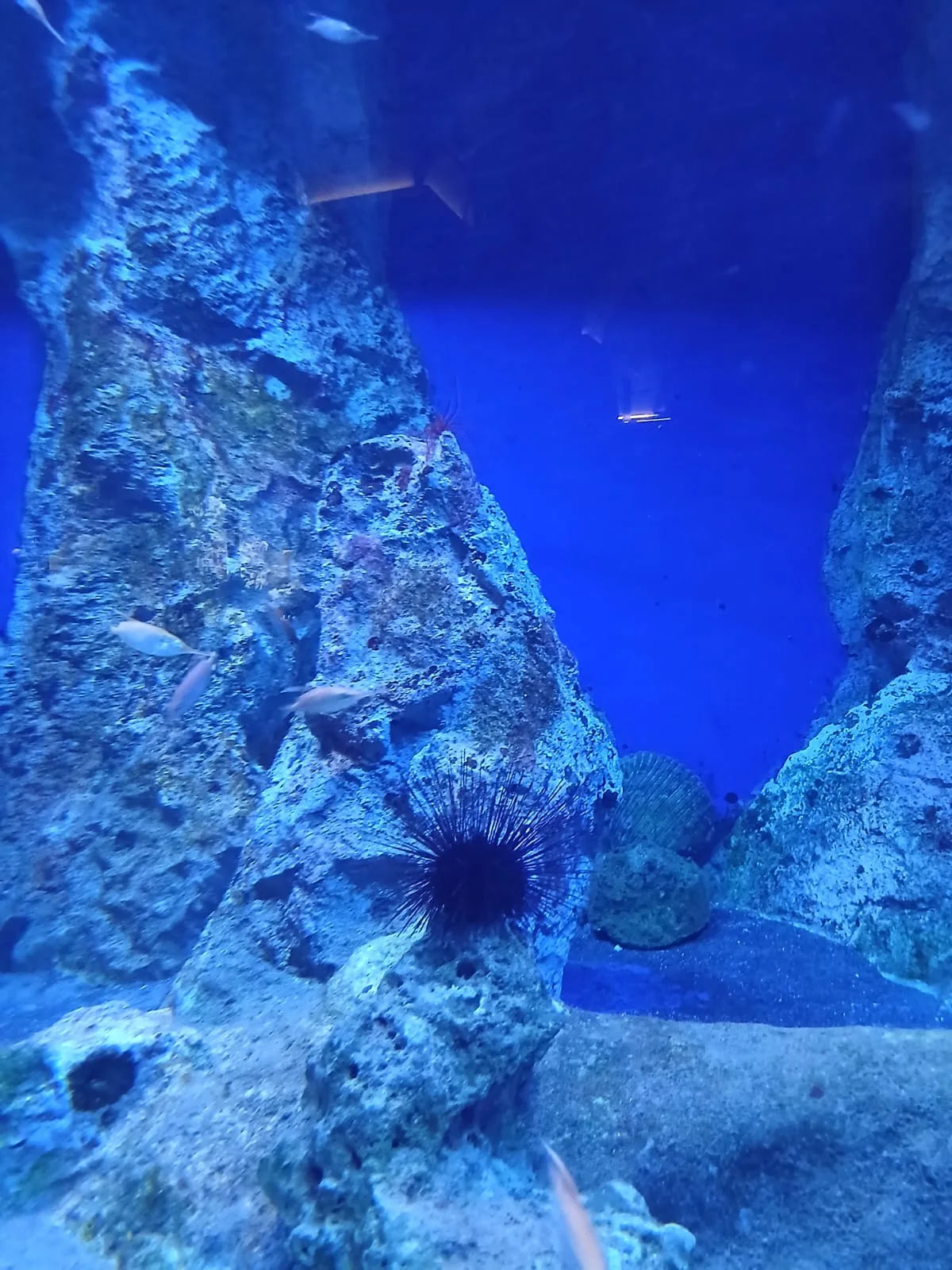 Atmosphere at Naples Aquarium Naples — travel photo