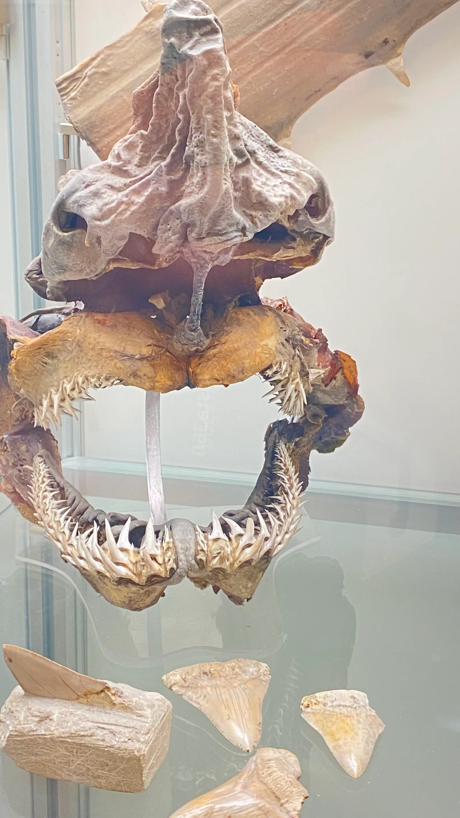 Atmosphere at Paleontological Museum Naples — travel photo