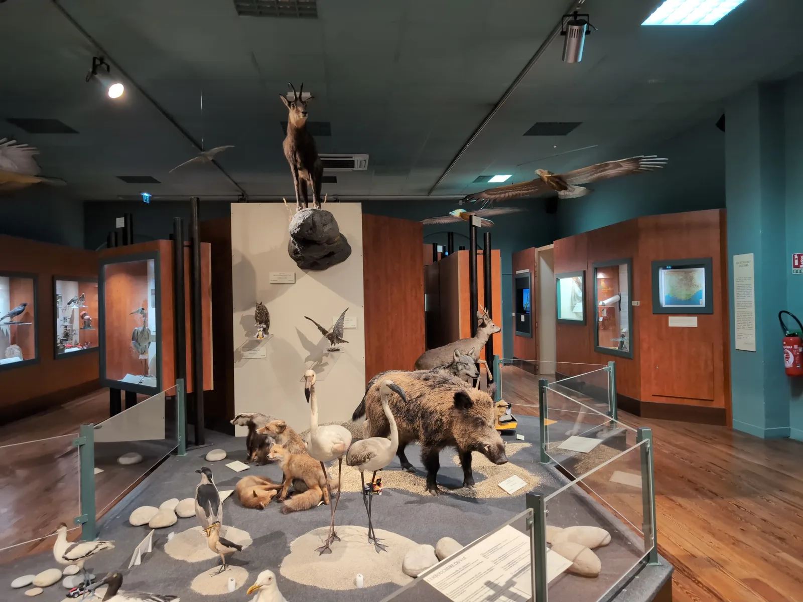 Main view at Natural History Museum of Nice Nice — travel photo