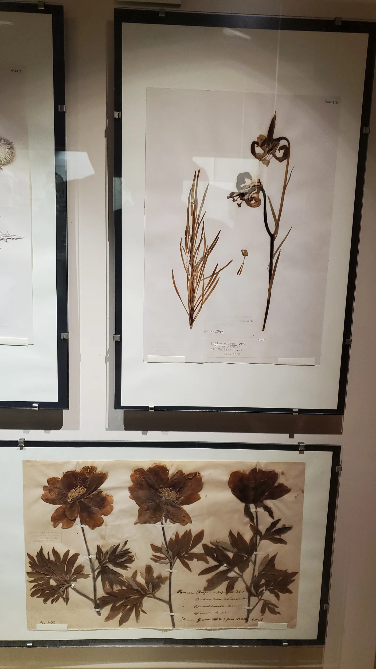Details at Natural History Museum of Nice Nice — travel photo