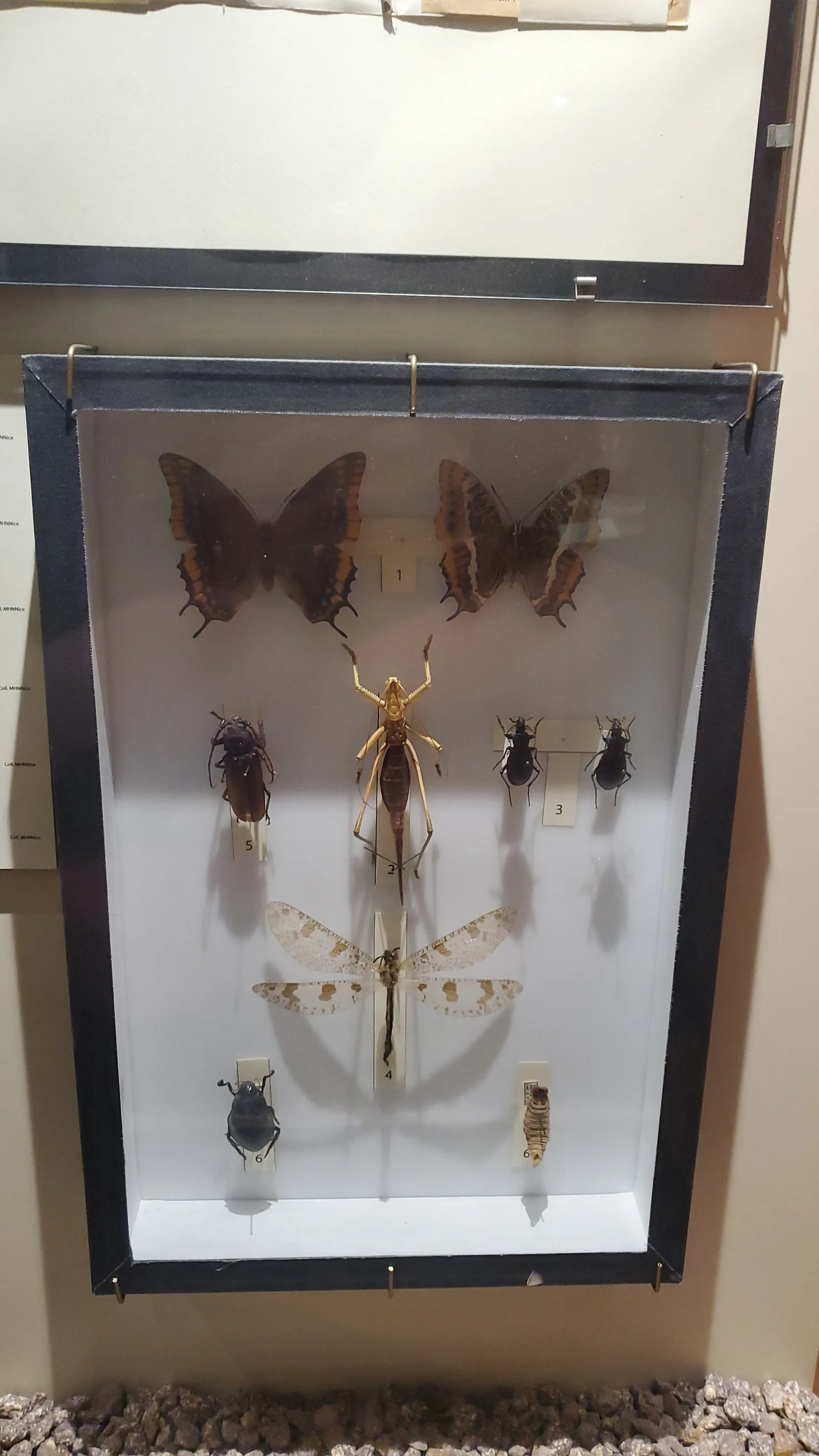 Atmosphere at Natural History Museum of Nice Nice — travel photo