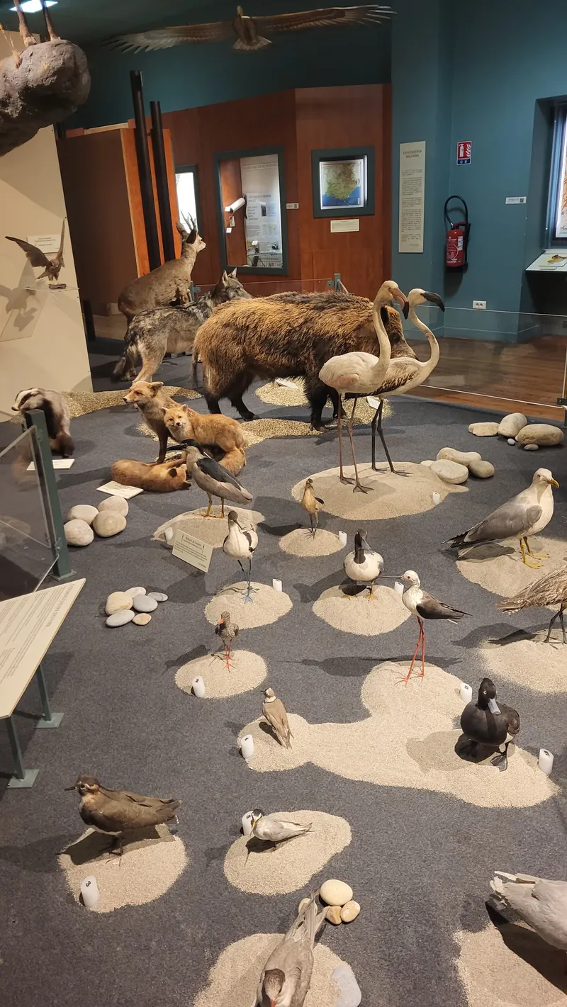 Natural History Museum of Nice — Museum in Nice
