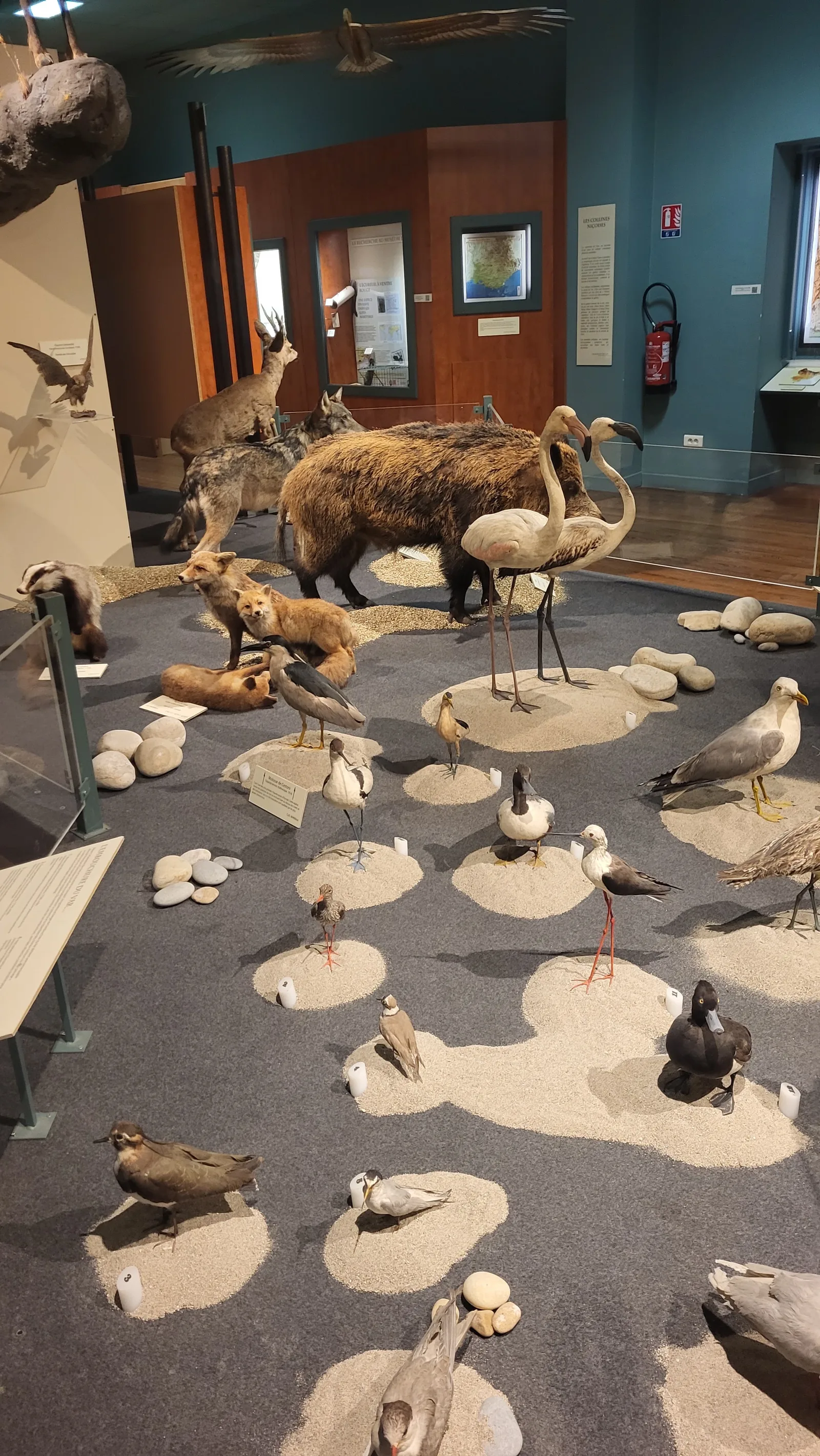 Natural History Museum of Nice