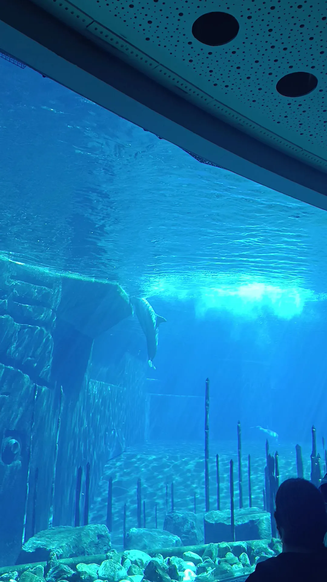 Dolphinarium in the zoo of Nuremberg