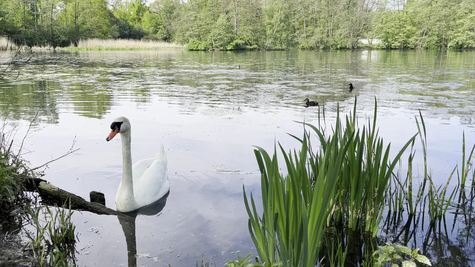Details at Dutzendteich Park Nuremberg — travel photo