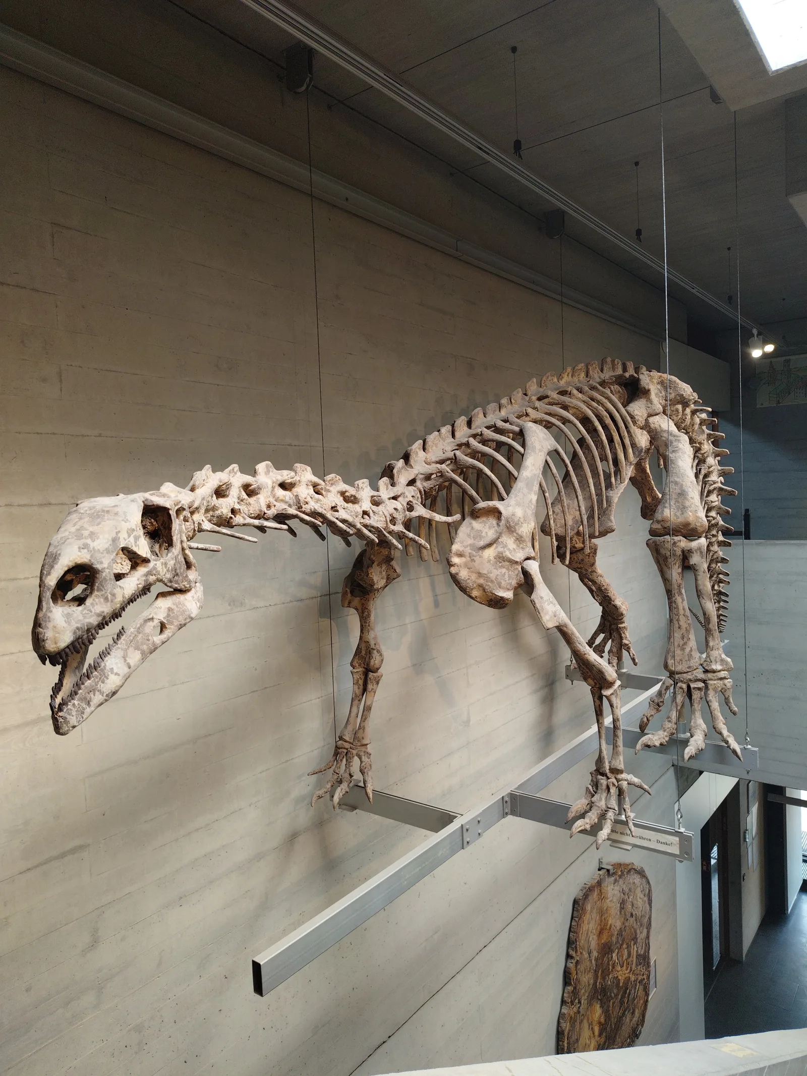 Interior at Natural History Museum Nuremberg — travel photo