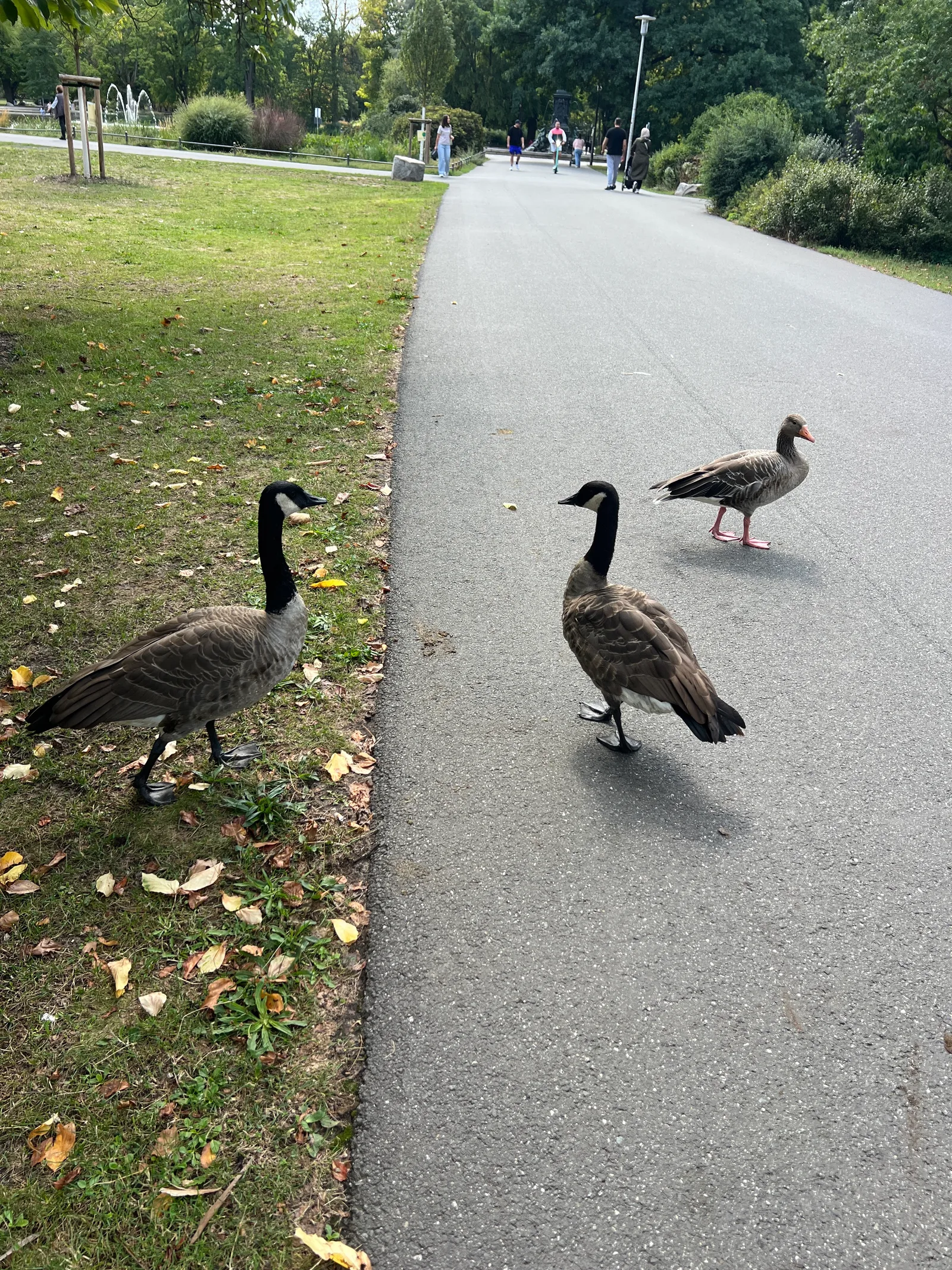 Main view at Stadtpark Nuremberg — travel photo