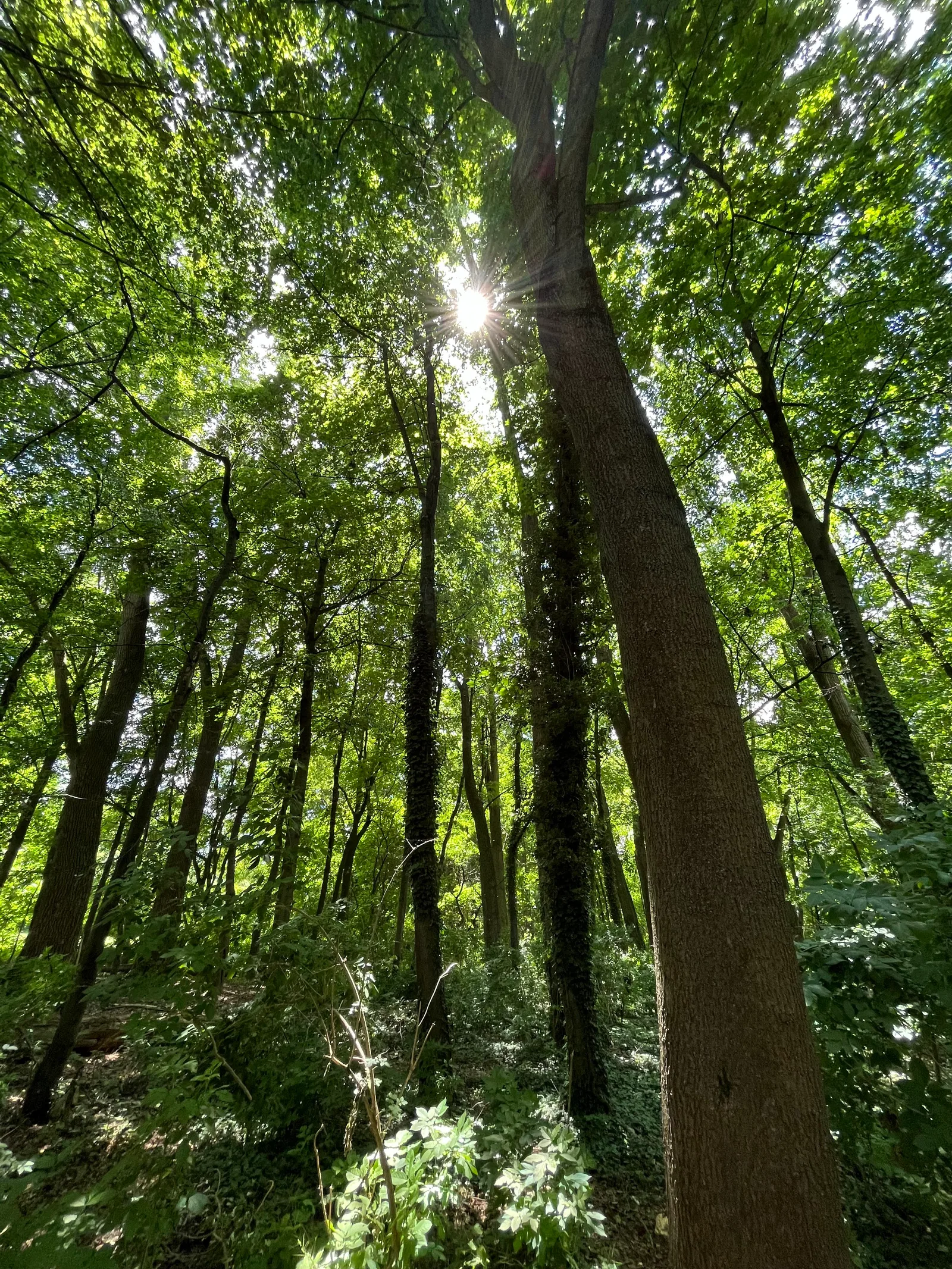 Atmosphere at Volkspark Marienberg Nuremberg — travel photo
