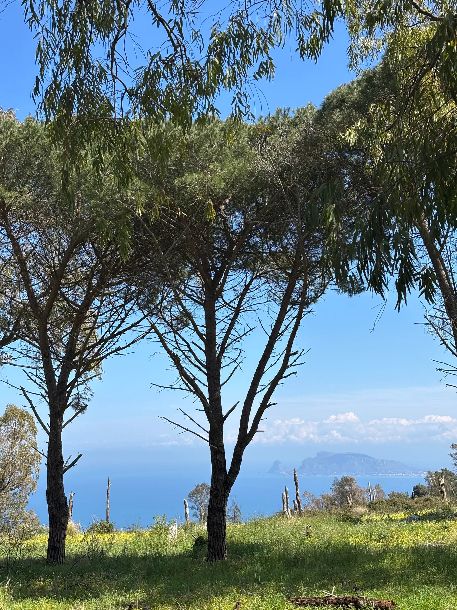 Details at Belvedere di Monte Pellegrino Palermo — travel photo