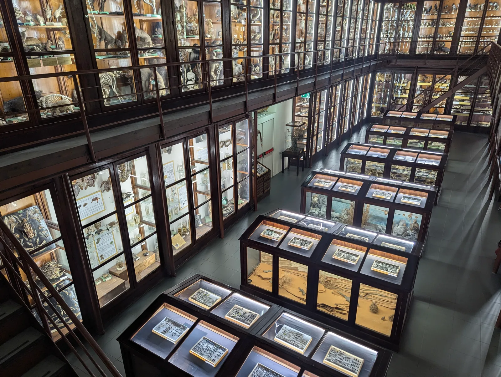 Interior at Museo di Zoologia Pietro Doderlein Palermo — travel photo