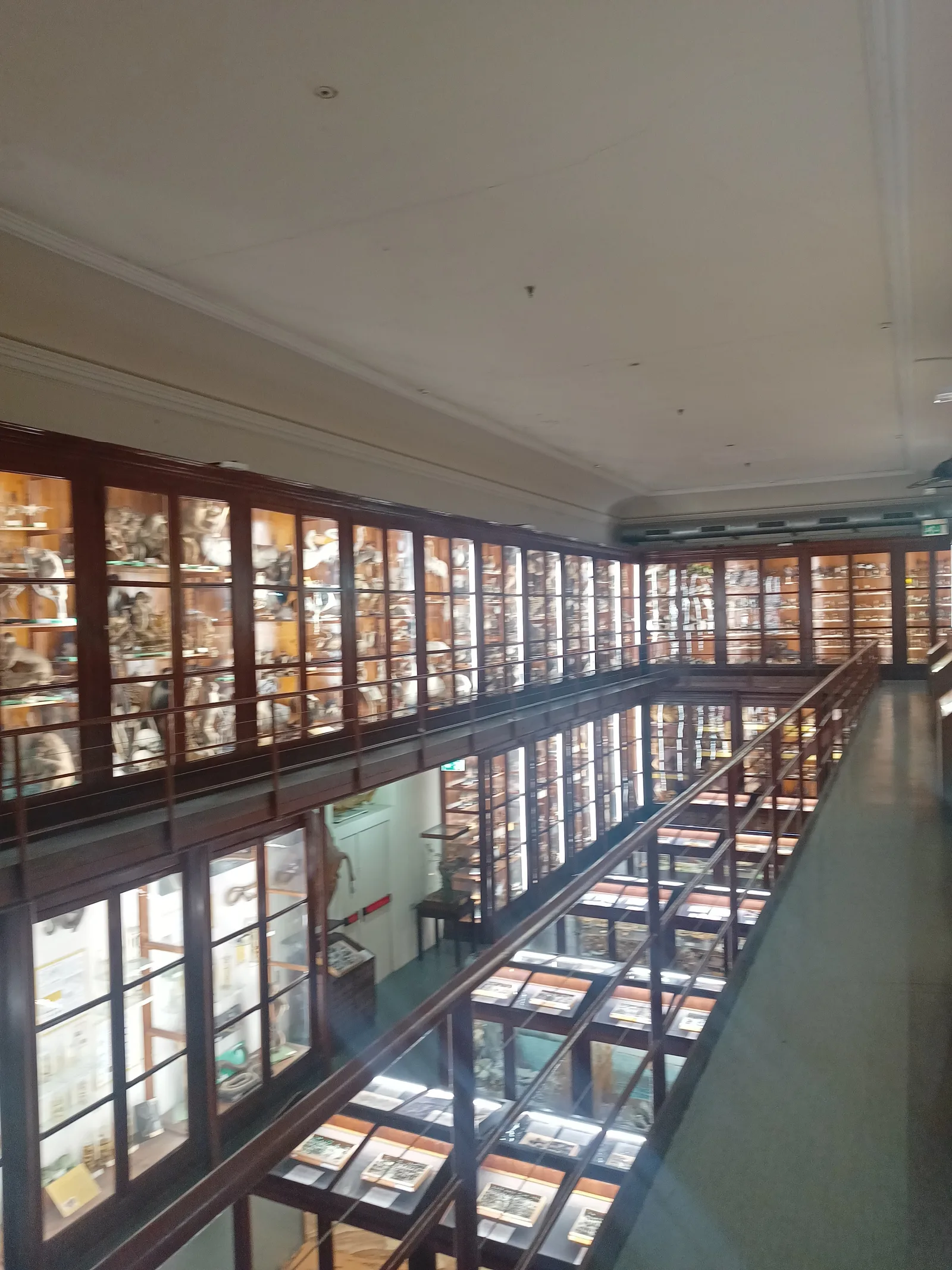 Details at Museo di Zoologia Pietro Doderlein Palermo — travel photo