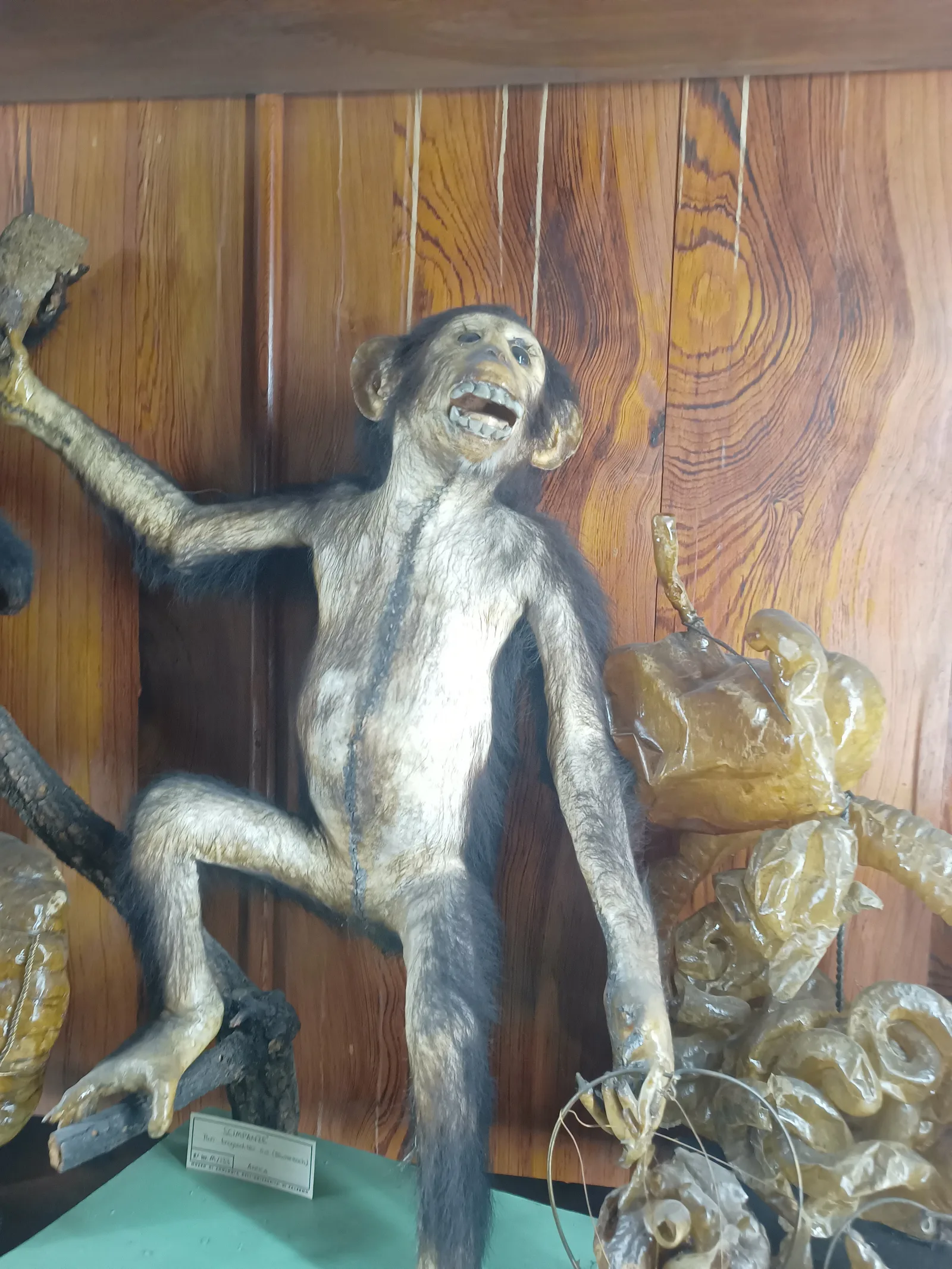Atmosphere at Museo di Zoologia Pietro Doderlein Palermo — travel photo