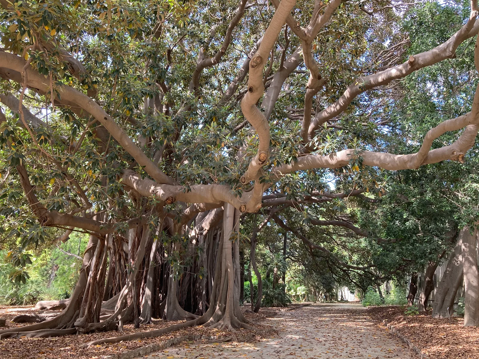 Interior at Orto Botanico di Palermo Palermo — travel photo