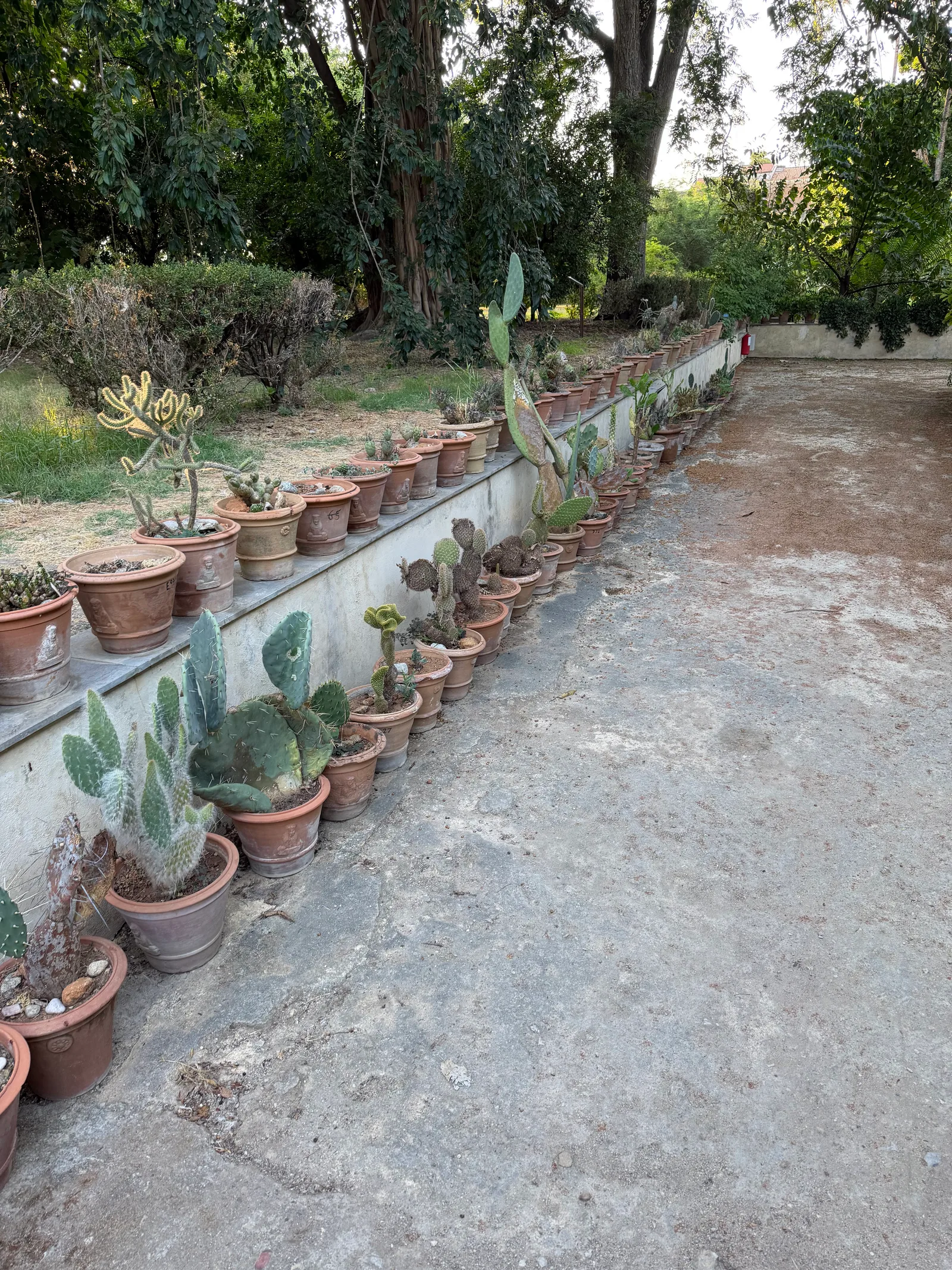 Main view at Palermo Botanical Garden's Giant Ficus Palermo — travel photo