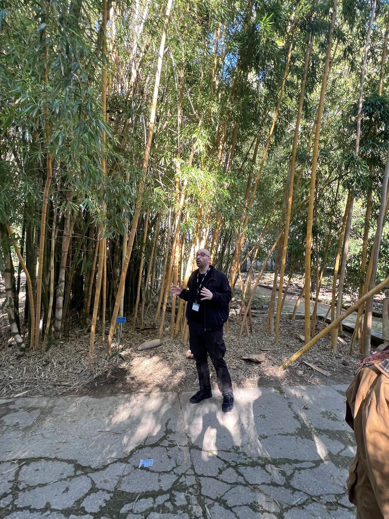 Details at Palermo Botanical Garden's Giant Ficus Palermo — travel photo