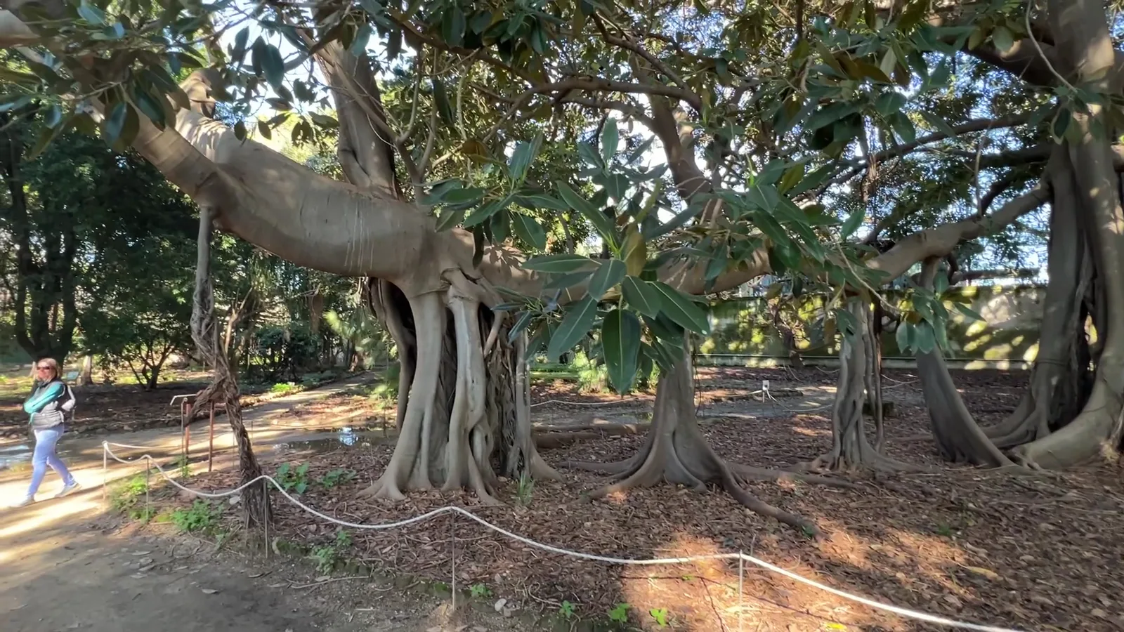 Atmosphere at Palermo Botanical Garden's Giant Ficus Palermo — travel photo