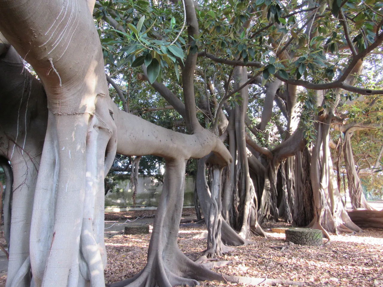 Palermo Botanical Garden's Giant Ficus — romantic guide Palermo