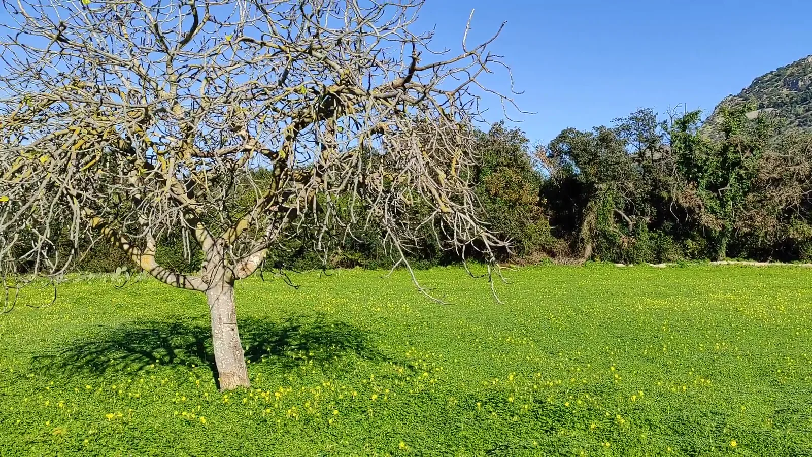 Atmosphere at Parco della Favorita Palermo — travel photo