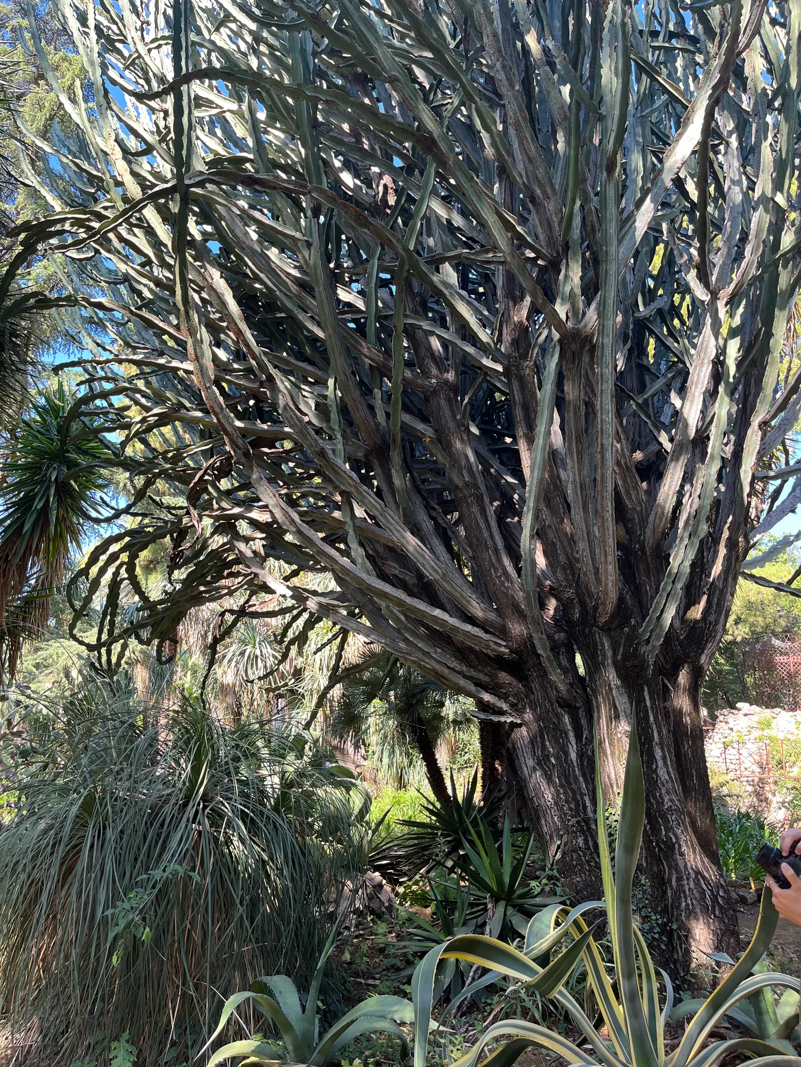 Details at Parco di Villa Tasca Palermo — travel photo
