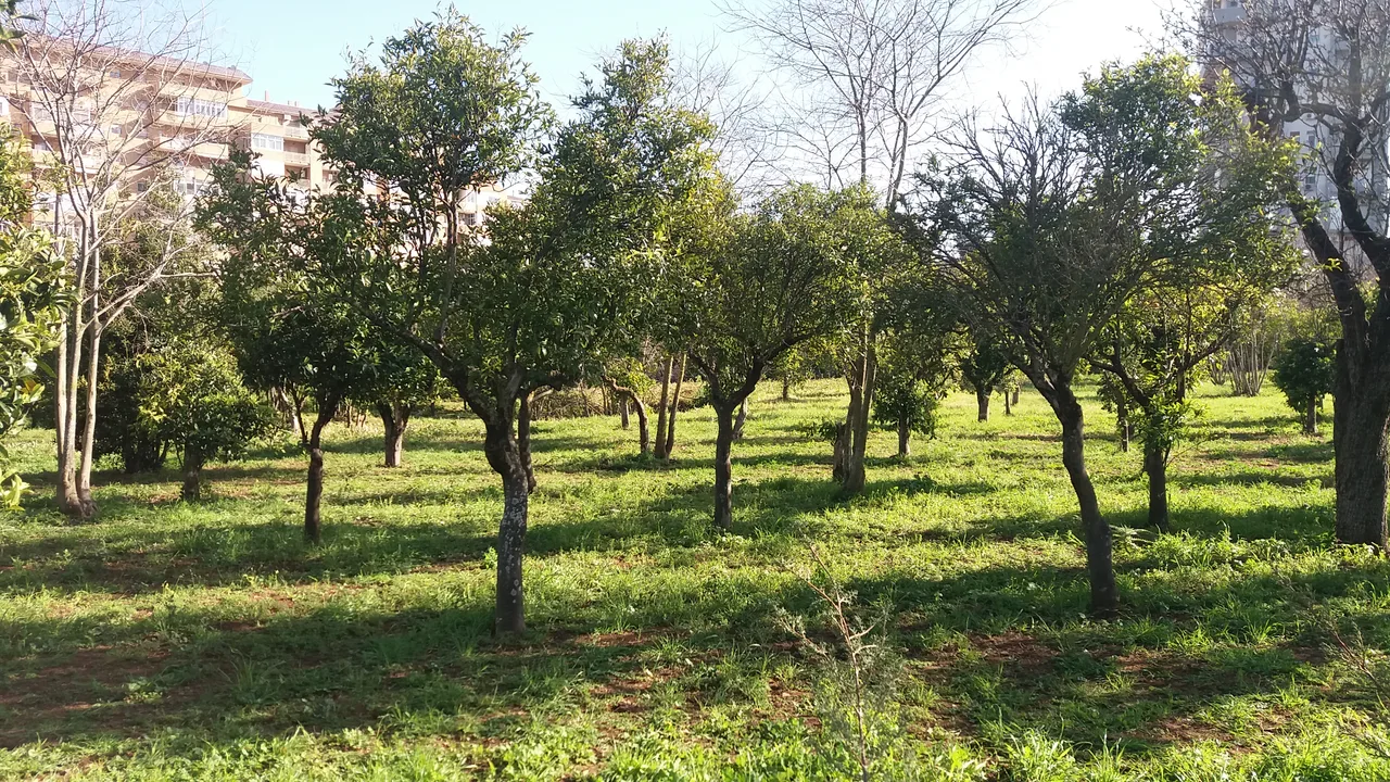 Parco Fondo Badia — family guide Palermo
