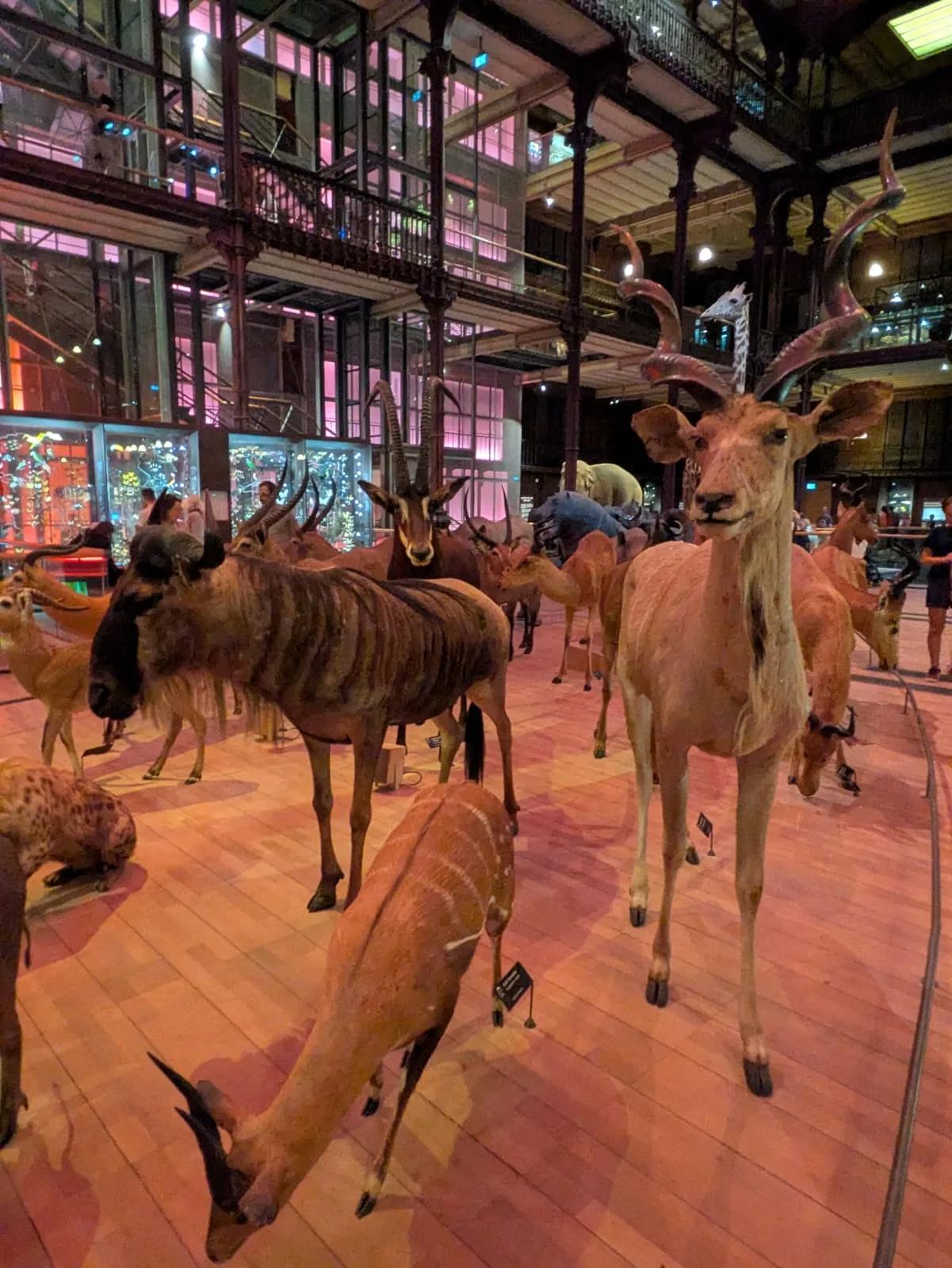 Main view at Gallery of Evolution Paris — travel photo