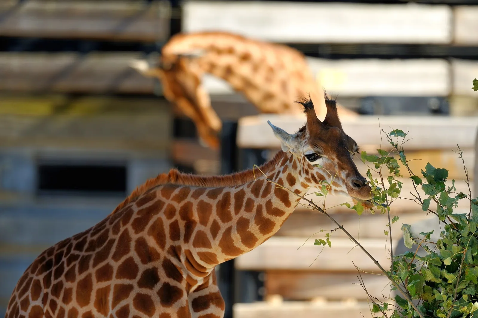 Parc zoologique de Paris — family guide Paris
