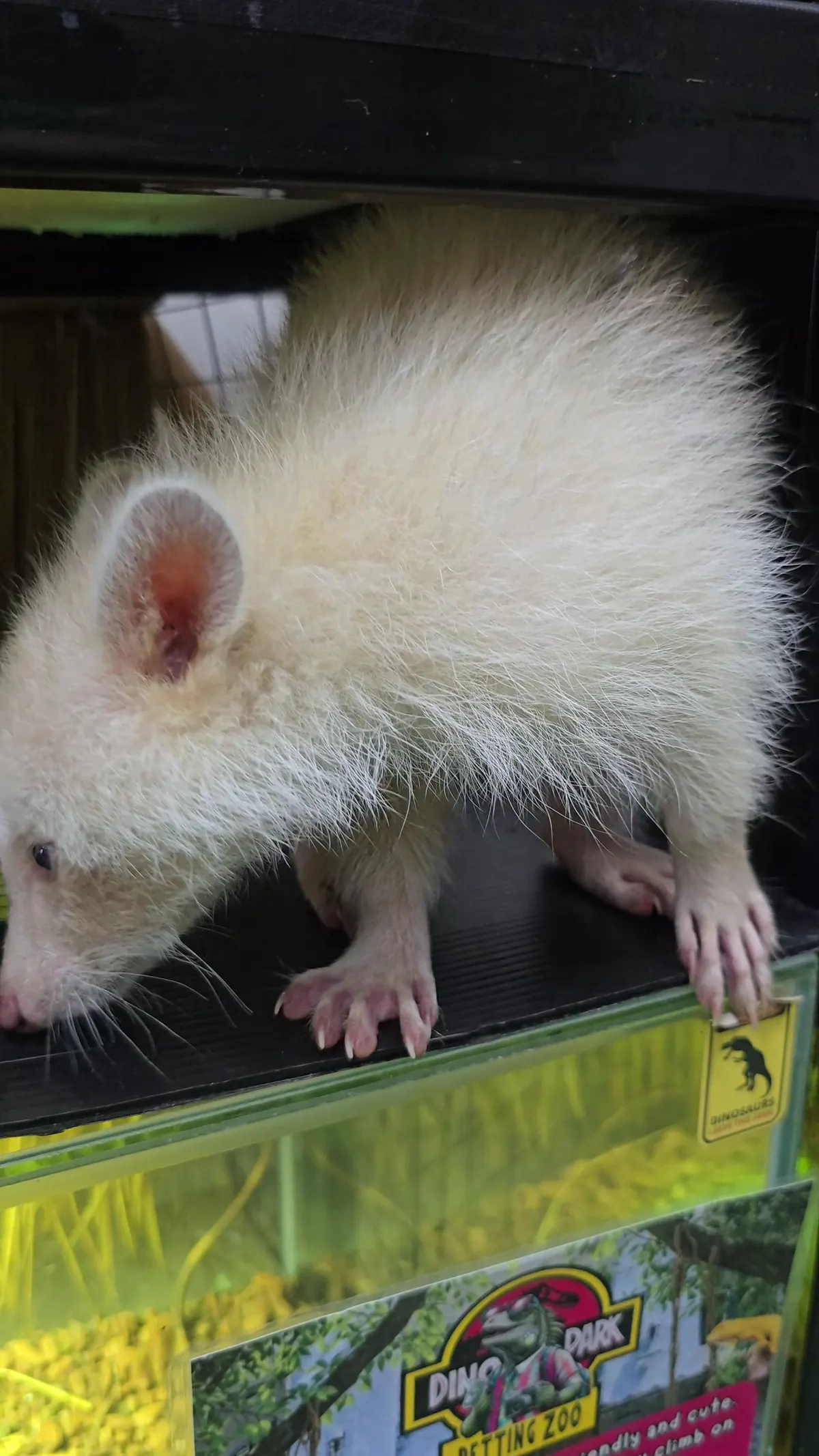 Main view at Dinopark petting zoo Pattaya Pattaya — travel photo