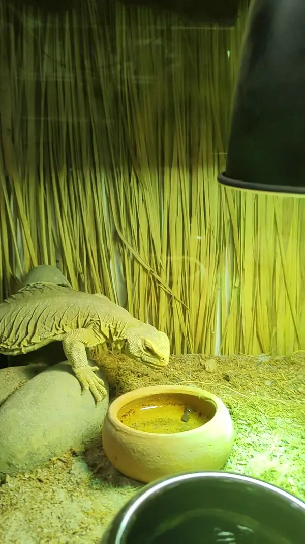 Interior at Dinopark petting zoo Pattaya Pattaya — travel photo