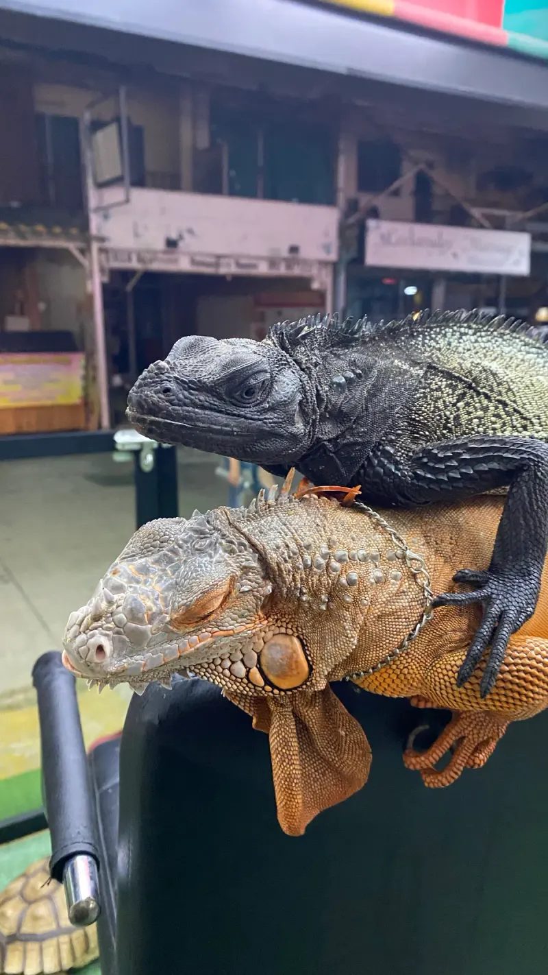 Dinopark petting zoo Pattaya