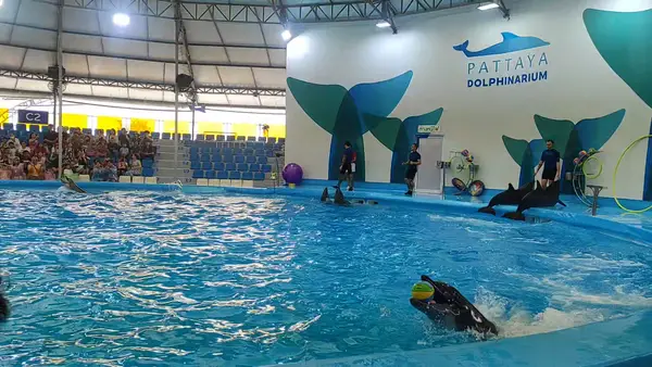 Interior at Pattaya Dolphinarium Pattaya — travel photo