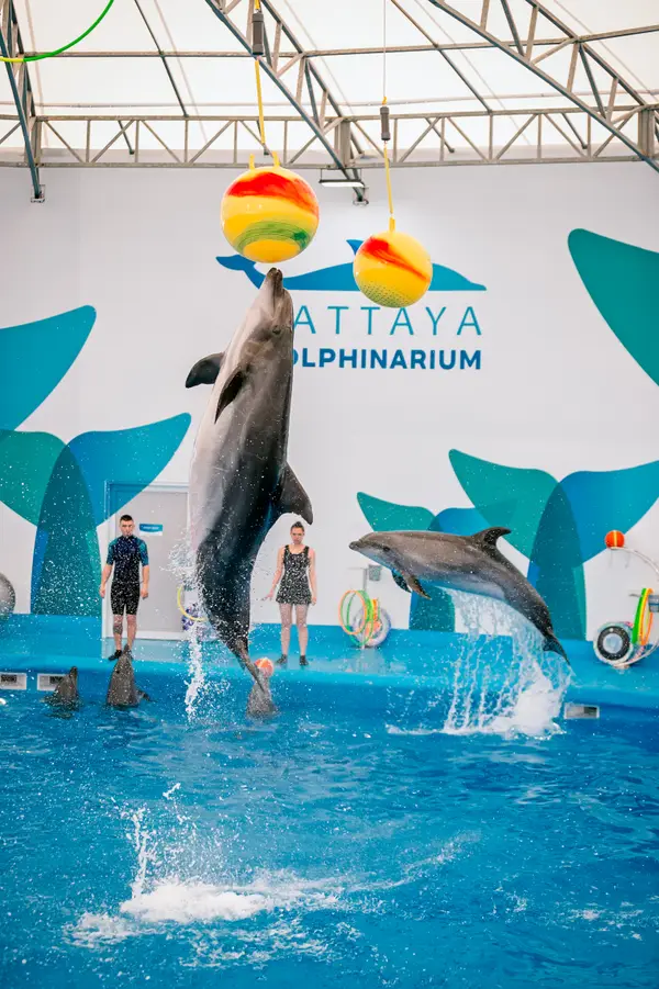 Details at Pattaya Dolphinarium Pattaya — travel photo