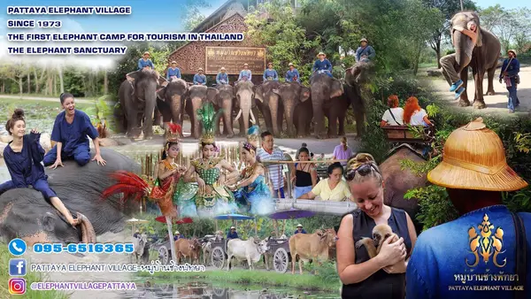Atmosphere at Pattaya Elephant Village Pattaya — travel photo