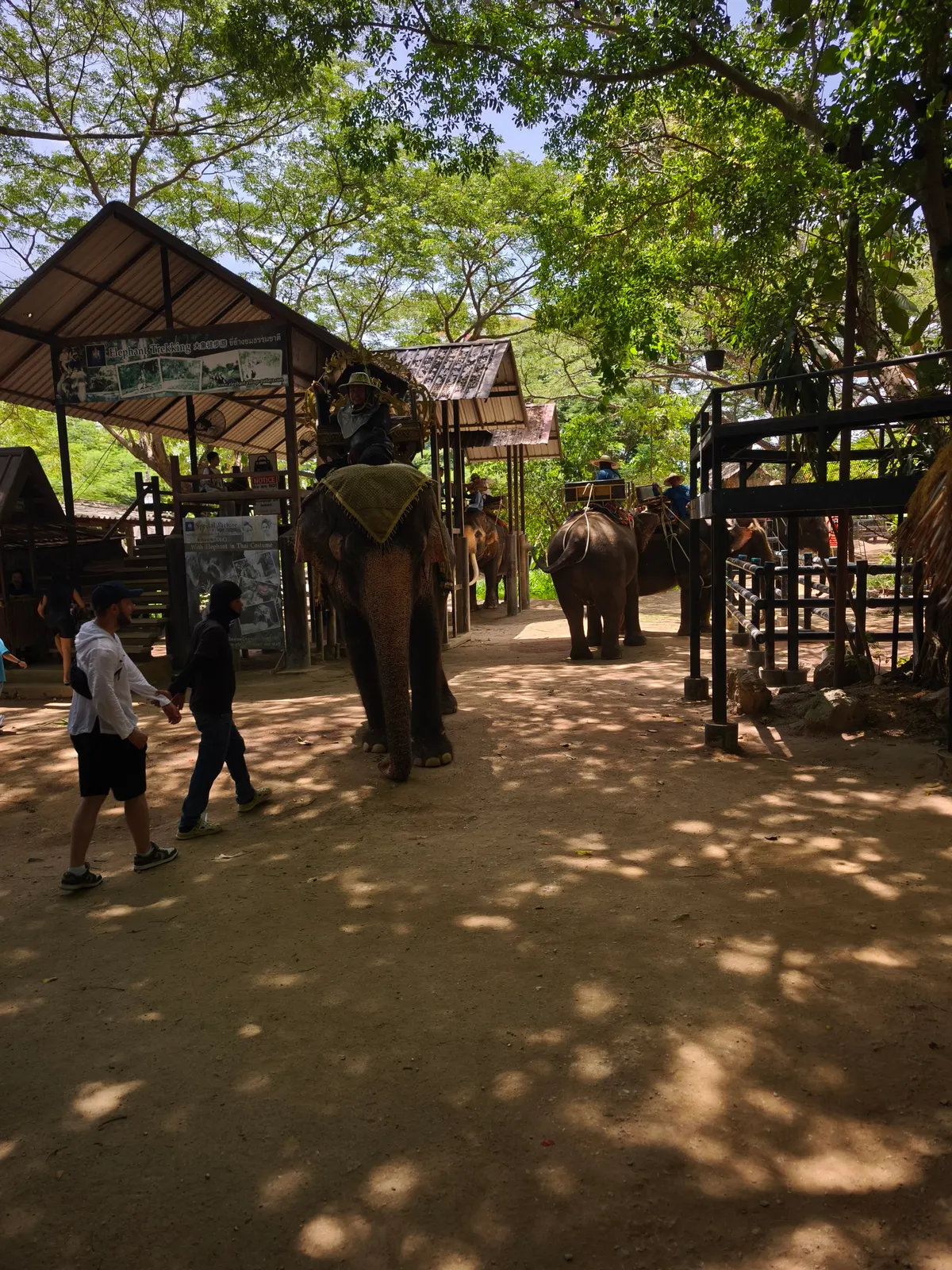 Pattaya Elephant Village β culture guide Pattaya