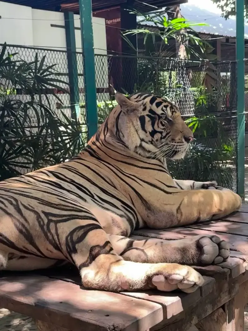 Tiger Park Pattaya in Pattaya
