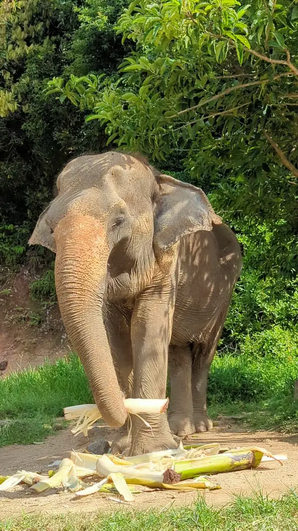 Interior at Bukit Elephant Park Phuket — travel photo