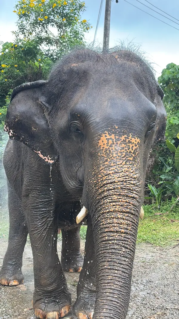 Details at Bukit Elephant Park Phuket — travel photo