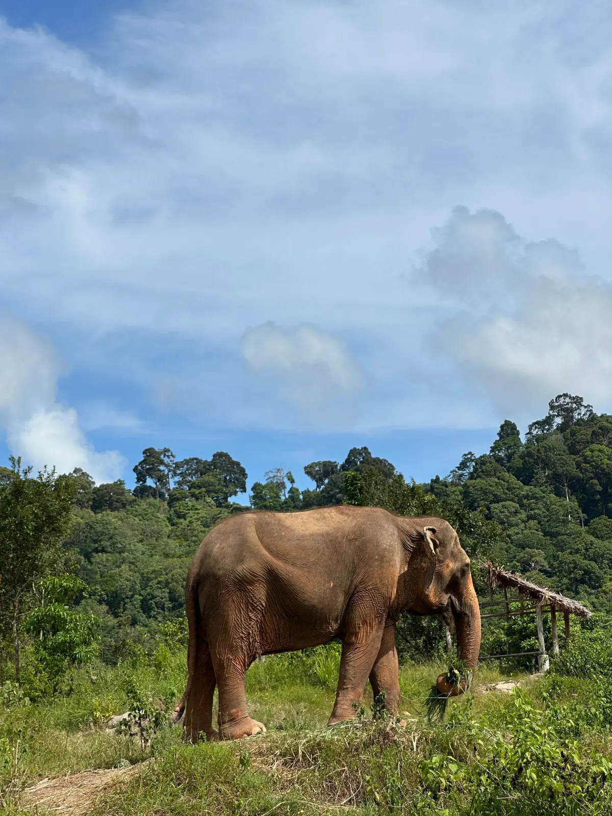 Bukit Elephant Park