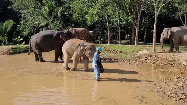 Interior at Green Elephant Sanctuary Park Phuket — travel photo