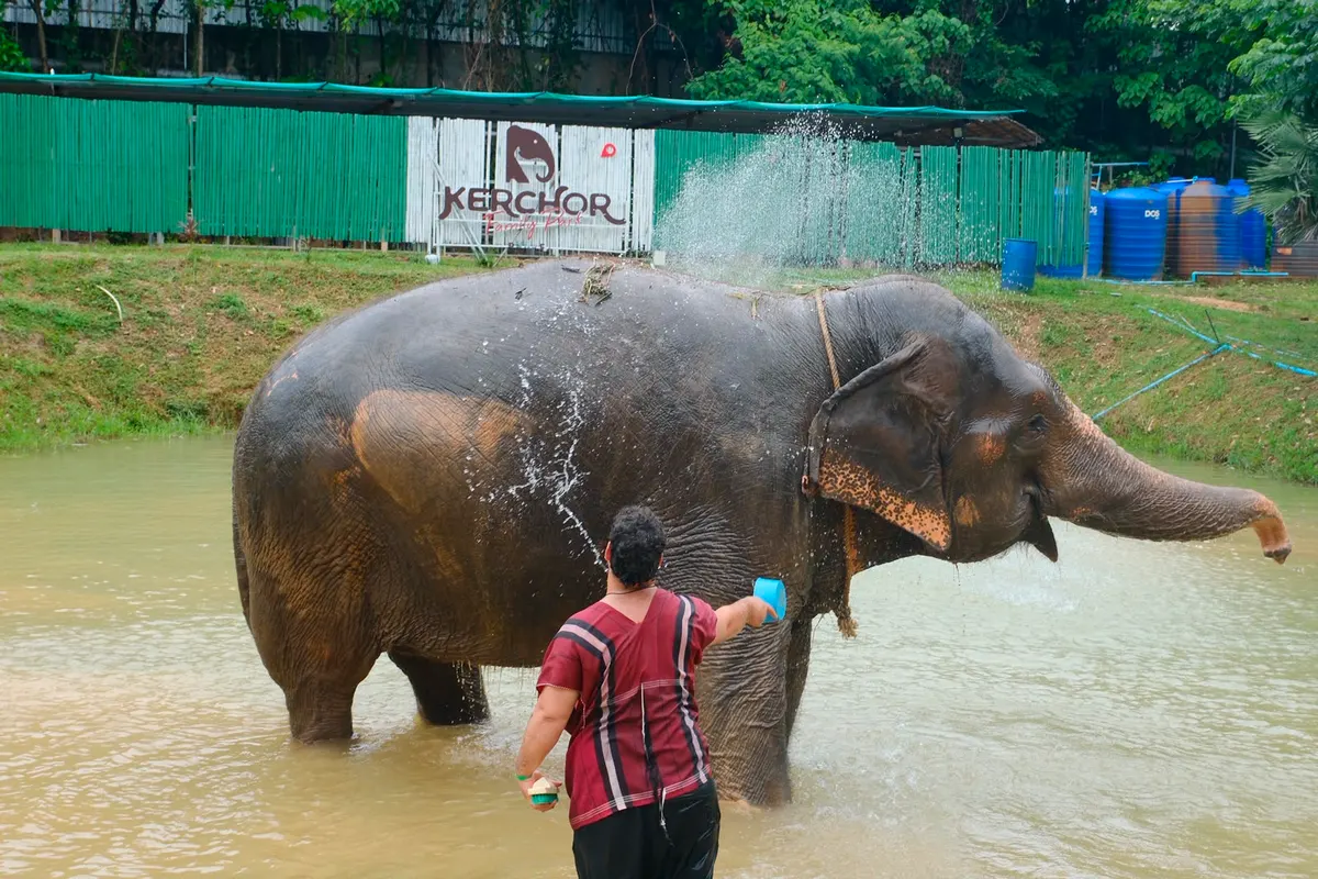 Main view at Kerchor​ Elephant​ Family​ Park Phuket Phuket — travel photo