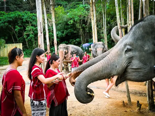 Details at Kerchor​ Elephant​ Family​ Park Phuket Phuket — travel photo