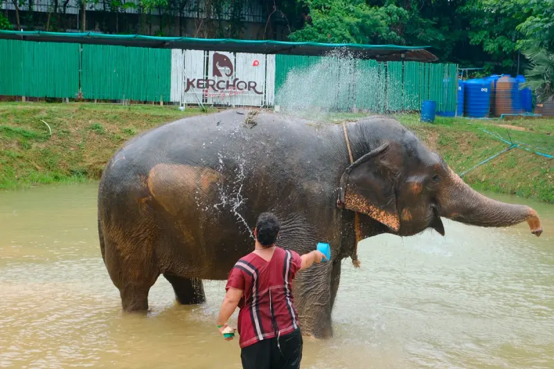 Kerchor Elephant Family Park Phuket