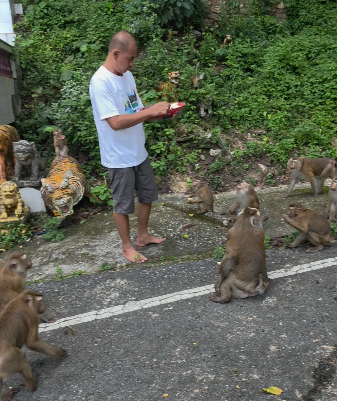 Main view at Monkey Hill Viewpoint Phuket — travel photo