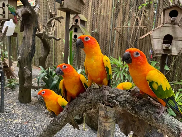 Details at Phuket Bird Park Phuket — travel photo