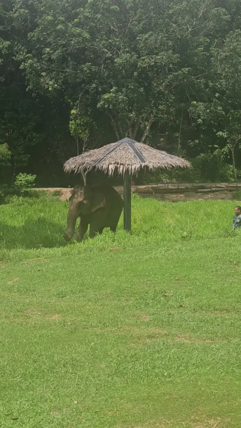 Phuket Elephant Nature Reserve in Phuket