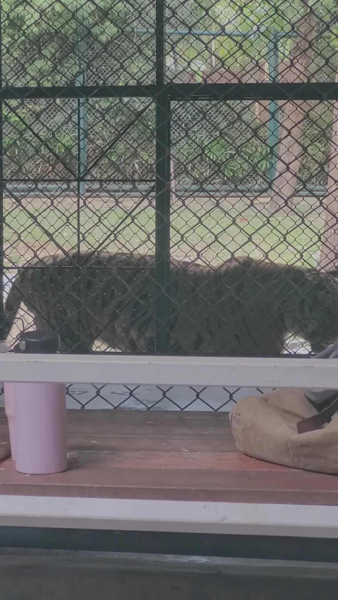Tiger Kingdom