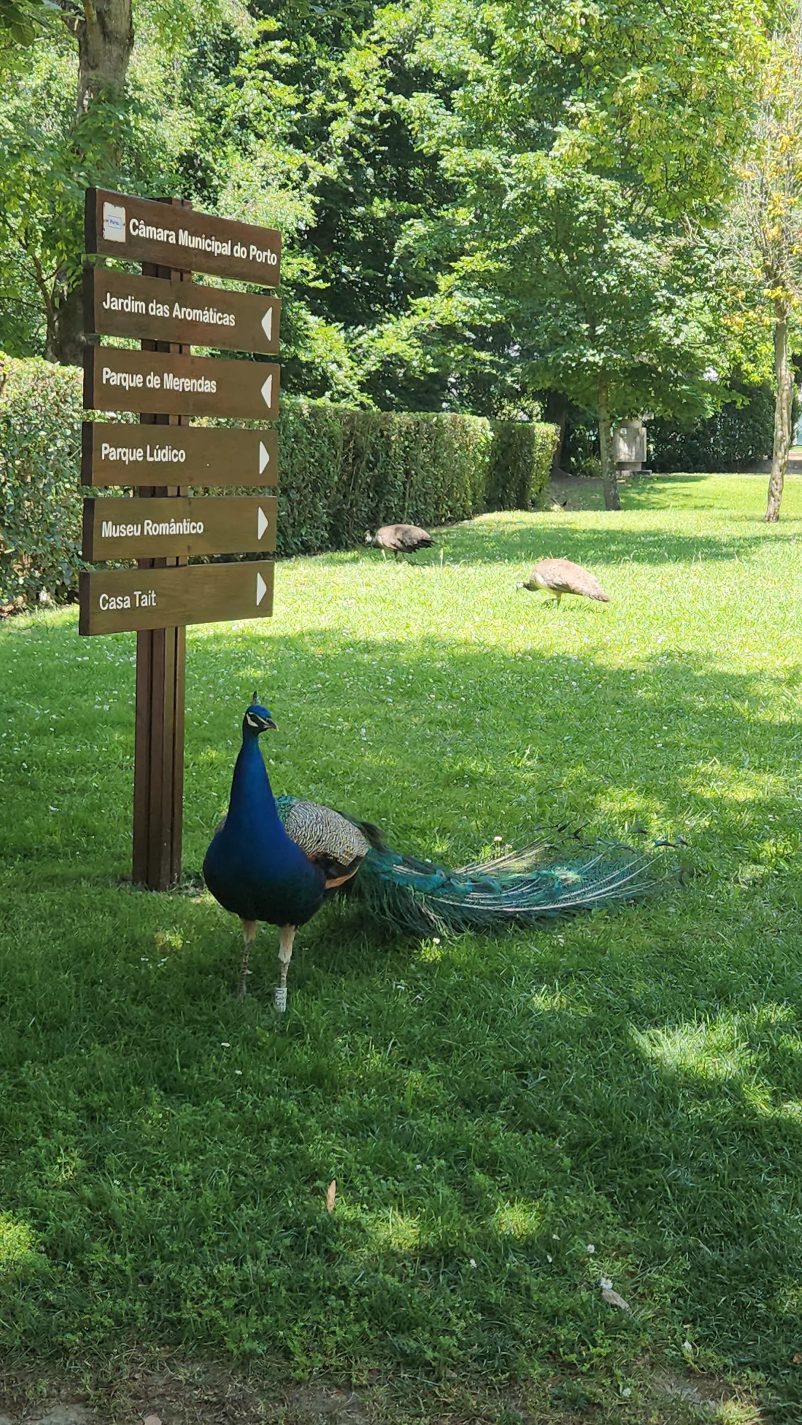 Interior at Jardim do Passeio Alegre Porto — travel photo