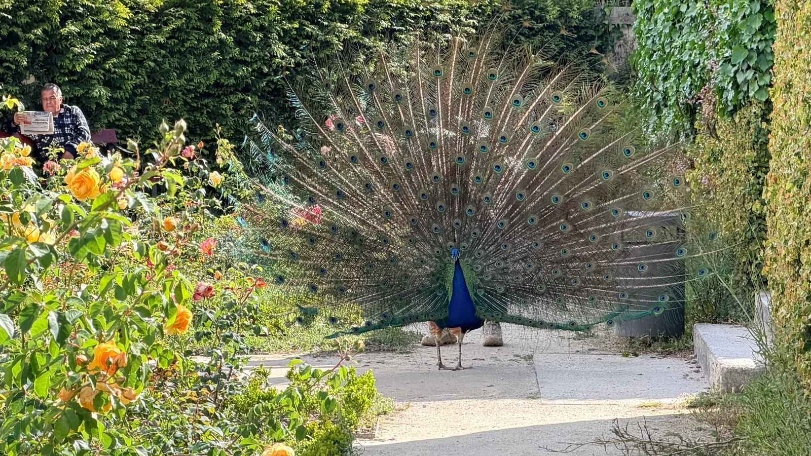 Interior at Jardim do Roseiral Porto — travel photo